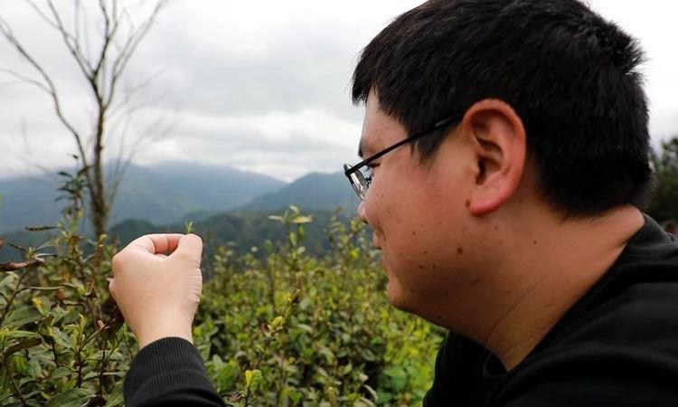 岳西:返乡创业小伙追逐“茶业梦”