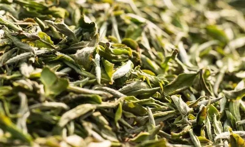 萎凋，白茶加工的灵魂
