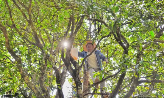 李忠文：一杯昌宁茶背后的初心和坚守