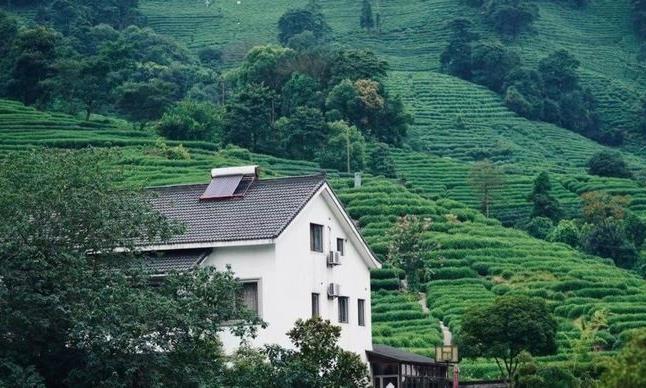 为什么有些茶“越陈越不香”？