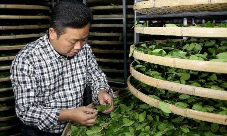 非遗传承人刘火城：守工匠之心 制家乡好茶