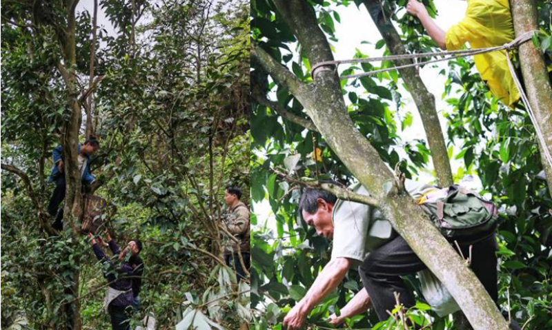 崇州枇杷茶亮相四川国际茶业博览会
