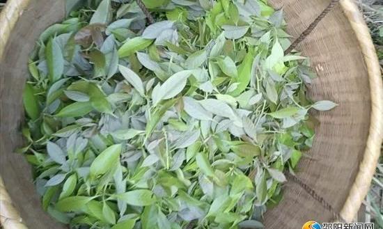 陈永强:发展甜茶产业 开创“甜蜜事业”