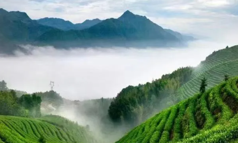 刘义萍:天山茶赋