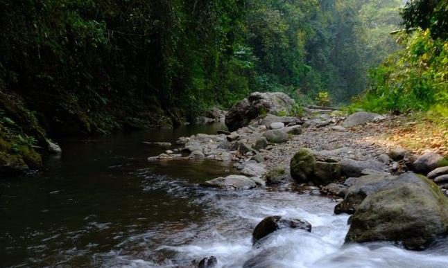 决定古树茶品质的 不仅仅是树龄