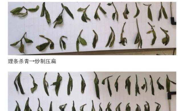 新版浙江省地方标准《龙井茶加工技术规程》（DB33/T 239—2023）