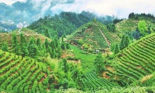 吉安遂川:茶雾里