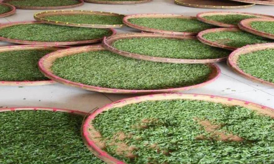 阳羡雪芽是什么茶？