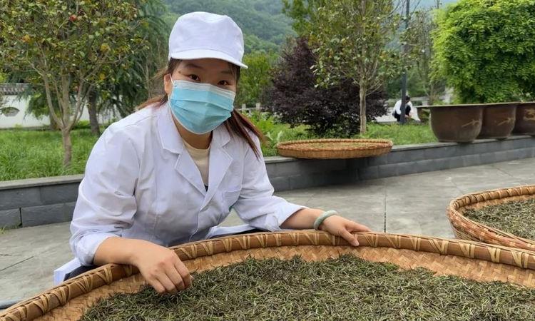 韩丹丹:匠心制好茶 茶香富农家