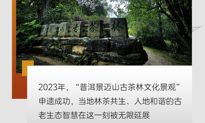 国际茶日 小小绿叶释放大能量！“云茶”交出亮眼成绩单→