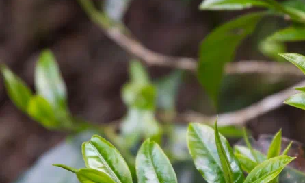 “浓”OR“厚”，你分得清楚吗？