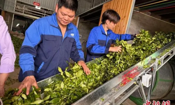 福建建阳:三代茶人的坚守成就匠心
