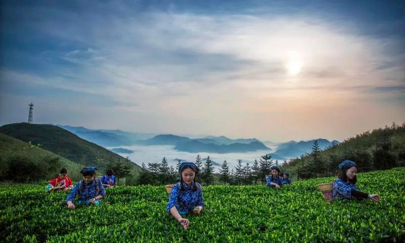 安化黑茶荣获“湖南名品”称号