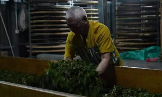 台湾茶商在云南找到了他想要的茶