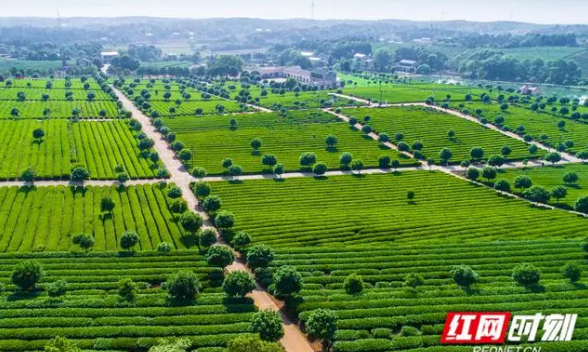 罗宇:回报桑梓,让集体茶厂逆袭为“茶叶王国”
