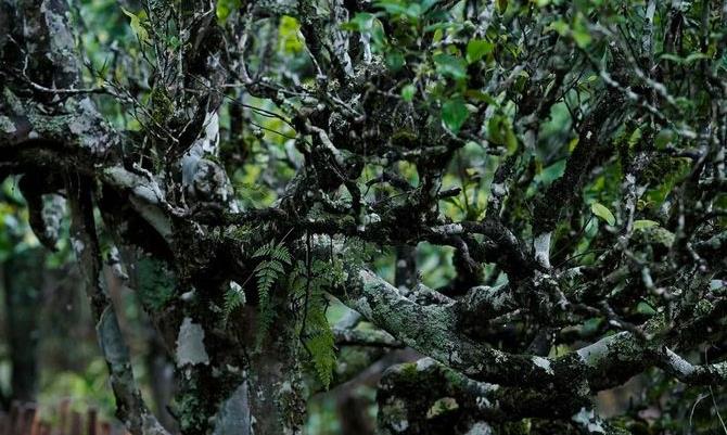 普洱茶“一山一味”是怎么形成的？