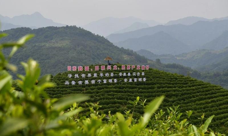 2024年5月茶行业资讯汇总