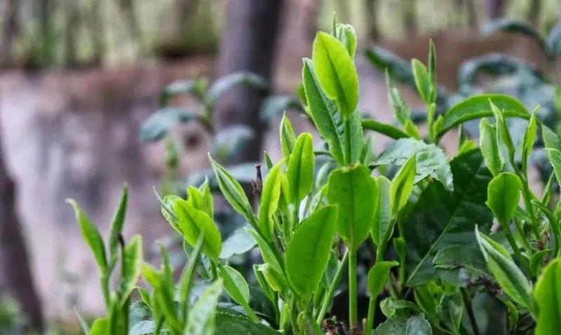 农业农村部发布！绿色食品茶叶生产肥培技术模式该如何实施？