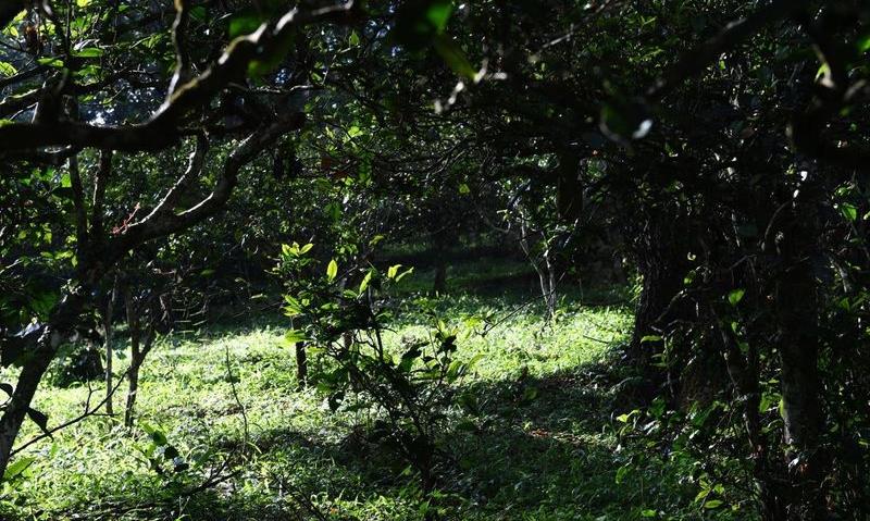 冰岛茶的鉴茶秘笈