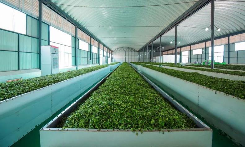 黑茶中的重要活性物质——茶色素!