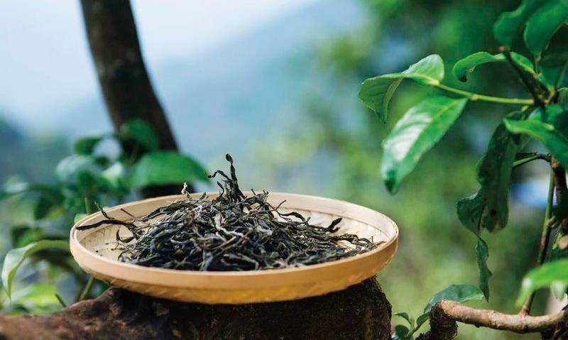 与普洱茶度过一个轻快的夏天