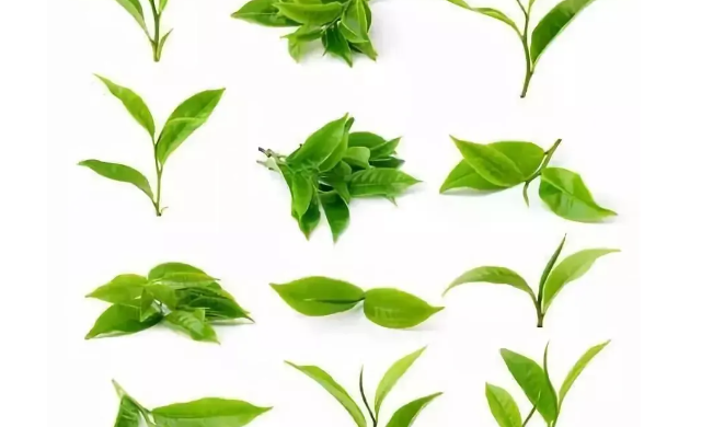 茶——大自然的恩赐,心灵的慰藉