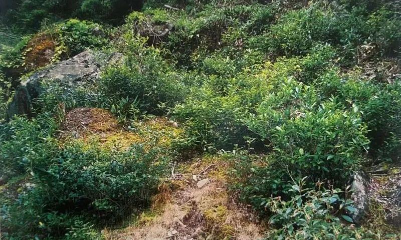 武夷菜茶是什么茶?