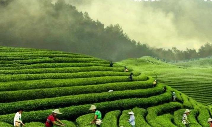 “茶香味”里的父爱