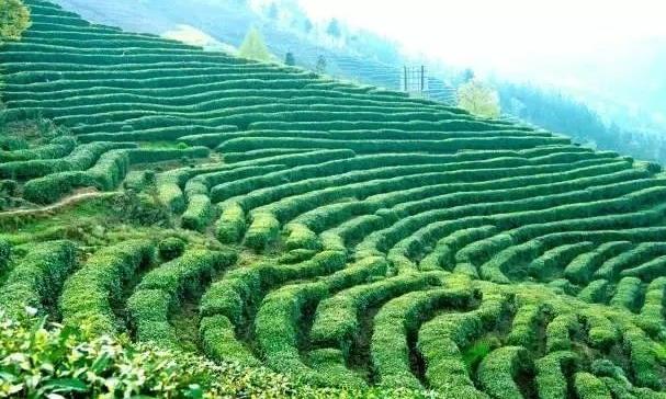 专注茶叶二十载:邓增永博士在茶行业的代表性成果与案例
