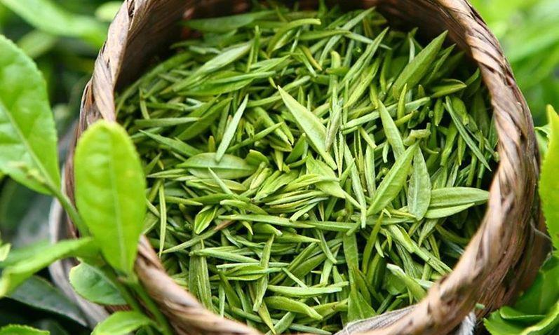 茶叶品牌发展报告，全国茶叶品牌发展情况