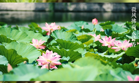 夏至清韵,一杯茶的盛夏诗篇