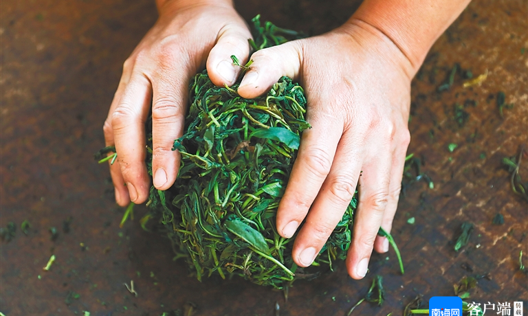 在寻觅野生古茶树中 窥见海南制茶史
