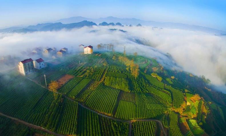 新昌精品茶登陆深圳!大佛龙井特装馆亮相深圳春季茶博会