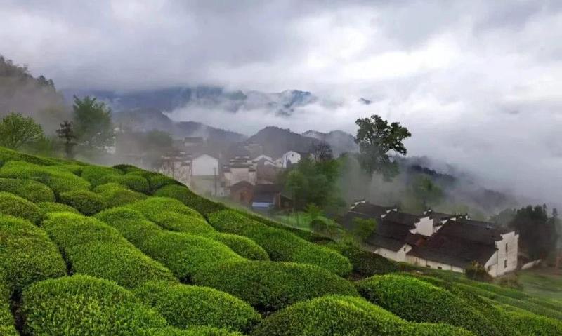 茶山游,到底与通常的旅游有哪些不同呢?