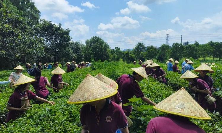 英德红旗茶厂获“广东省中小学生研学实践教育基地”称号