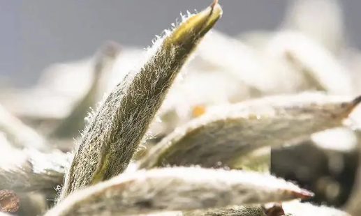 白毫银针:茶中珍品的极致韵味