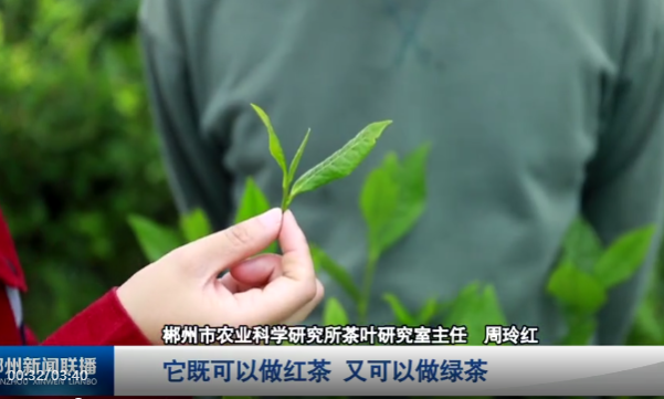 郴州茶叶优秀科研工作者周玲红:漫漫科研路 茶香满福城