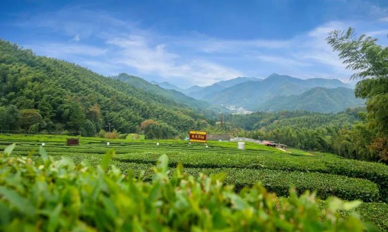烂石“冰碛岩”,安化黑茶之根本