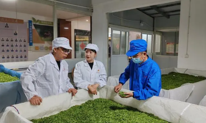 潘科:茶科技赋能茶产业振兴|《贵山“观茶”》系列报道“专家观点集锦”
