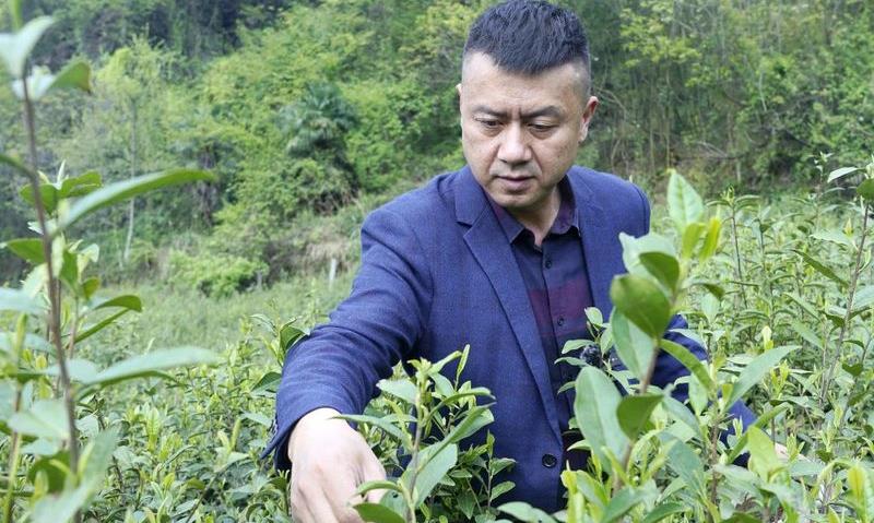 “励志之星”杨永刚:二十余年用心做茶