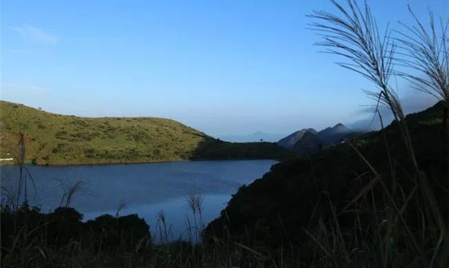 凤凰单丛茶,黄枝香,又称“黄栀香”