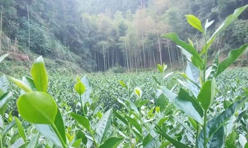 质疑牡丹,选择牡丹,爱上牡丹