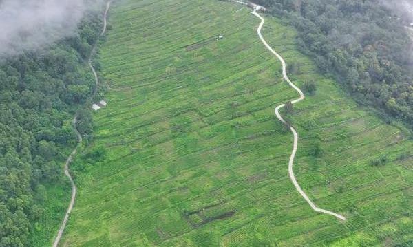 茶与西藏:茶汤里的生活哲学与经济潜力