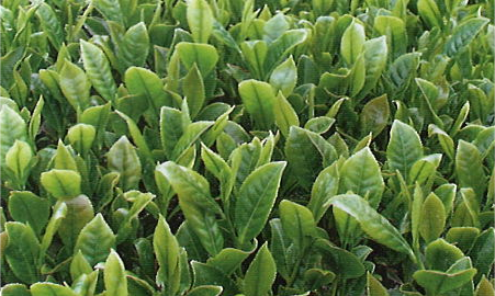 福建高香茶树品种界的“90后”、“00后”身世揭秘！