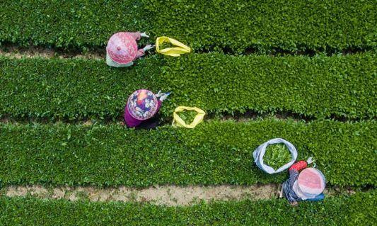 2024年7月茶行业资讯汇总