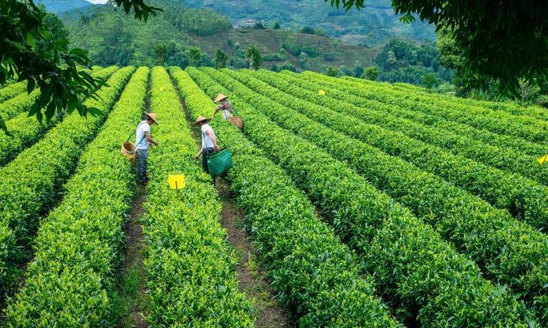 有“小武夷”之称的茶乡,曾诞生风靡世界的工夫红茶!古建豪宅遍布