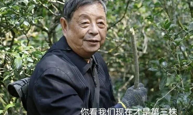 武夷耕作法略谈