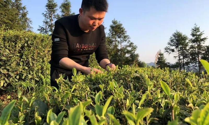 苔茶“父子兵”筑梦武陵山