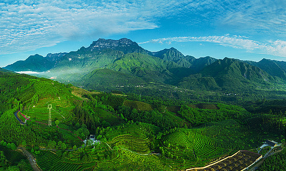 茶叶品牌发展报告，走向精细化的茶叶品牌政策