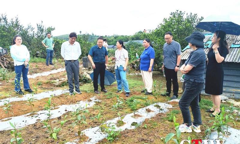 古丈茶韵 匠心筑梦—— 彭小燕与三道和茶厂的绿色传奇